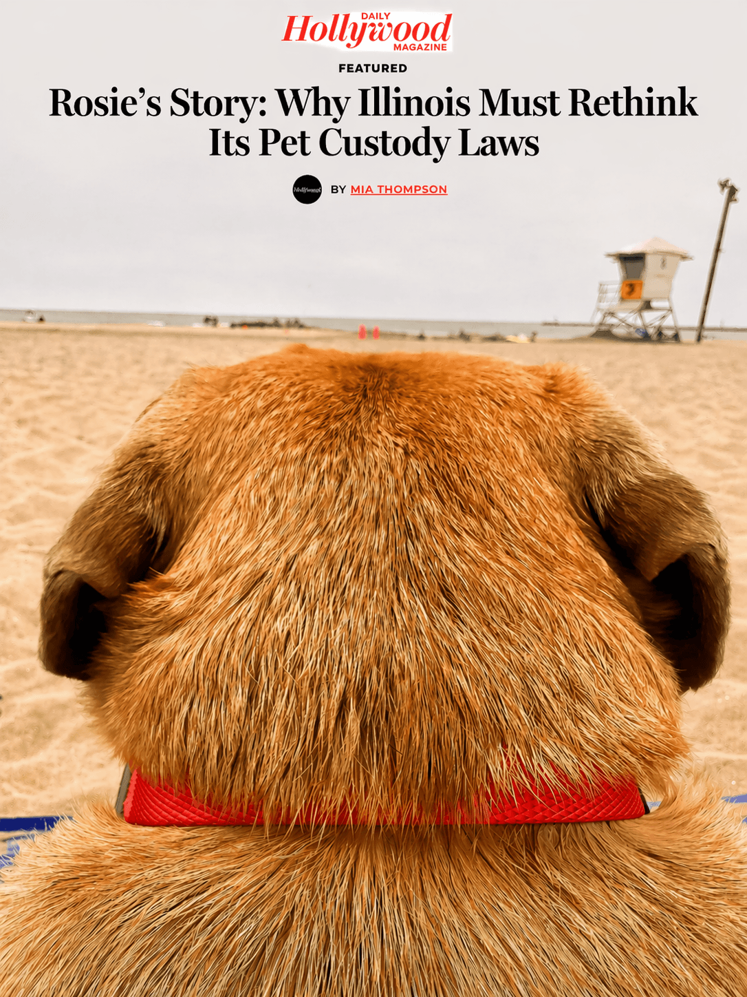 Back of a golden dog looking at a beach with text about Illinois pet custody.