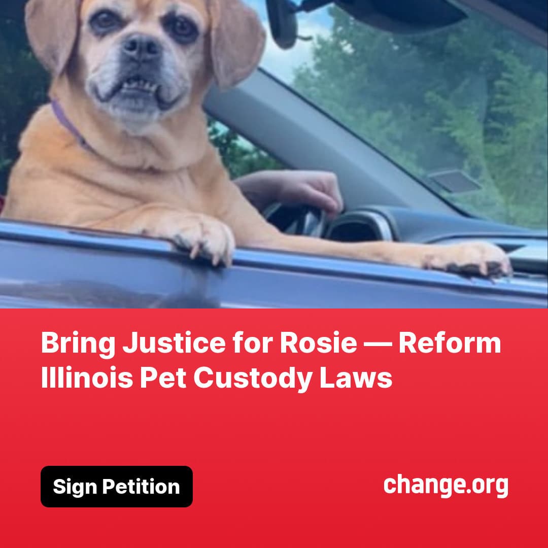 Tan pug-mix dog in car window above a petition to reform Illinois pet custody laws.